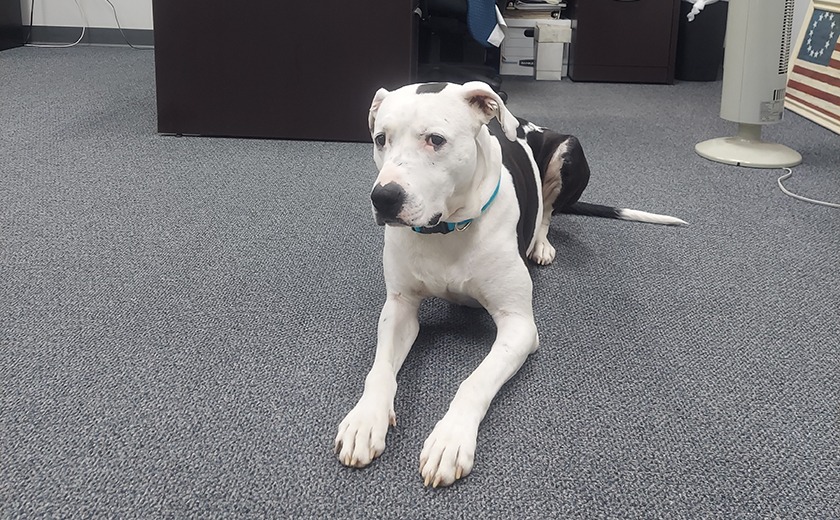 Dog Rocko helping with Tech Support