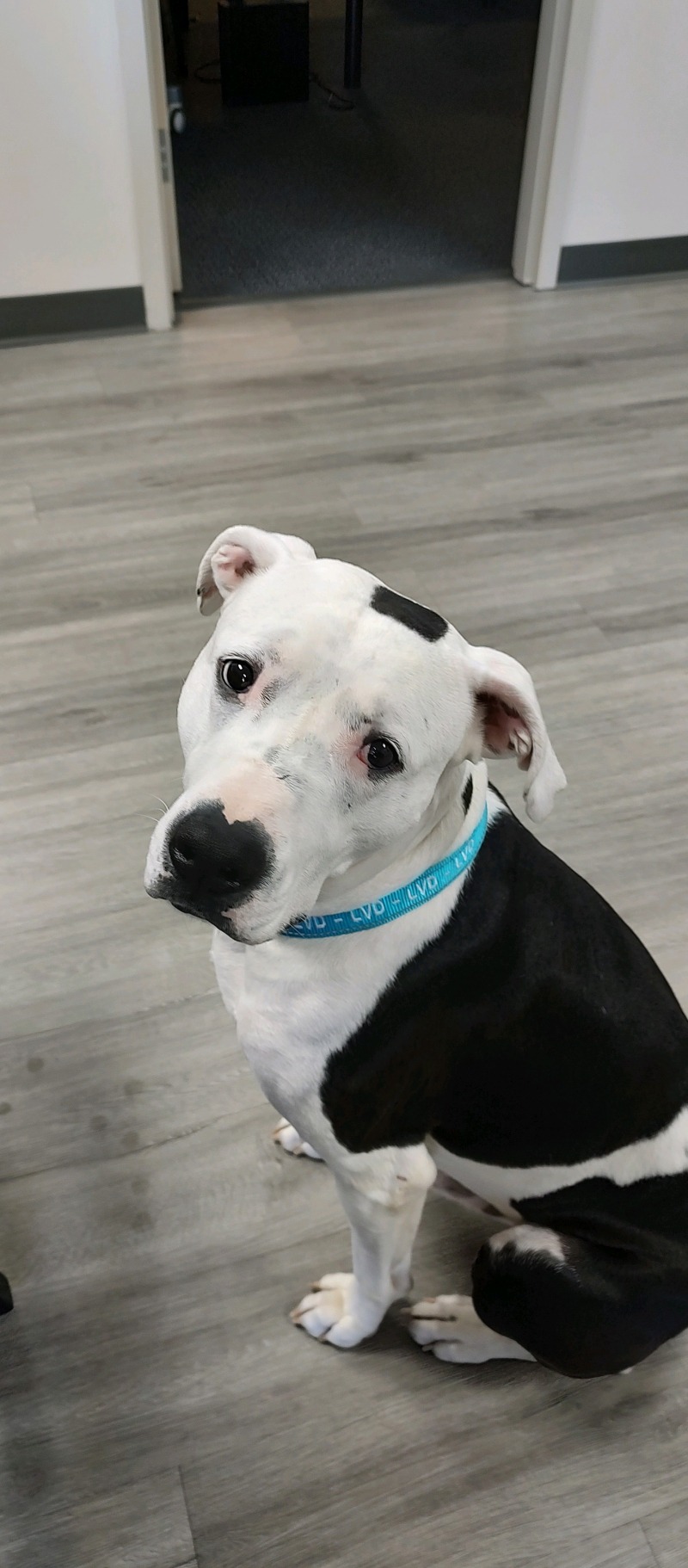 Rocko Portrait